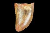 Serrated, Juvenile Carcharodontosaurus Tooth #77076-1